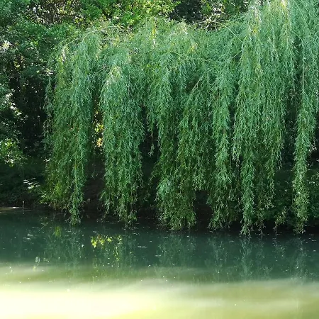 Insolite Dans Un Bed & Breakfast 3*