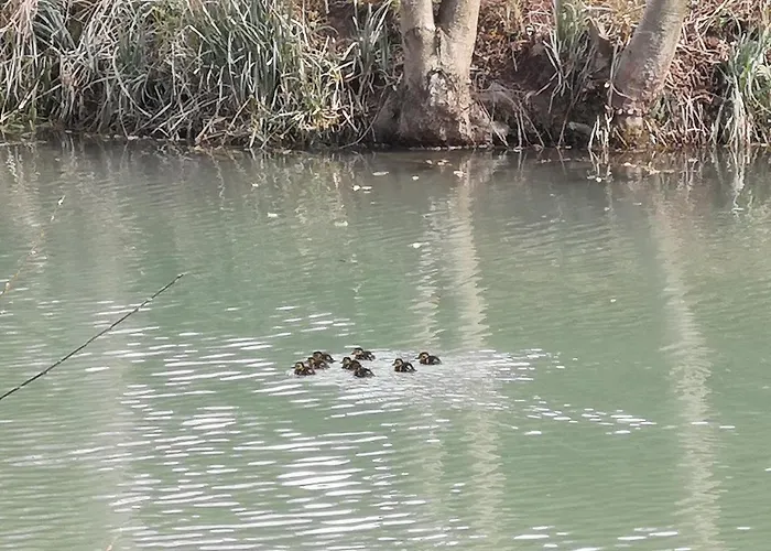 Insolite Dans Un לינה וארוחת בוקר Sampigny